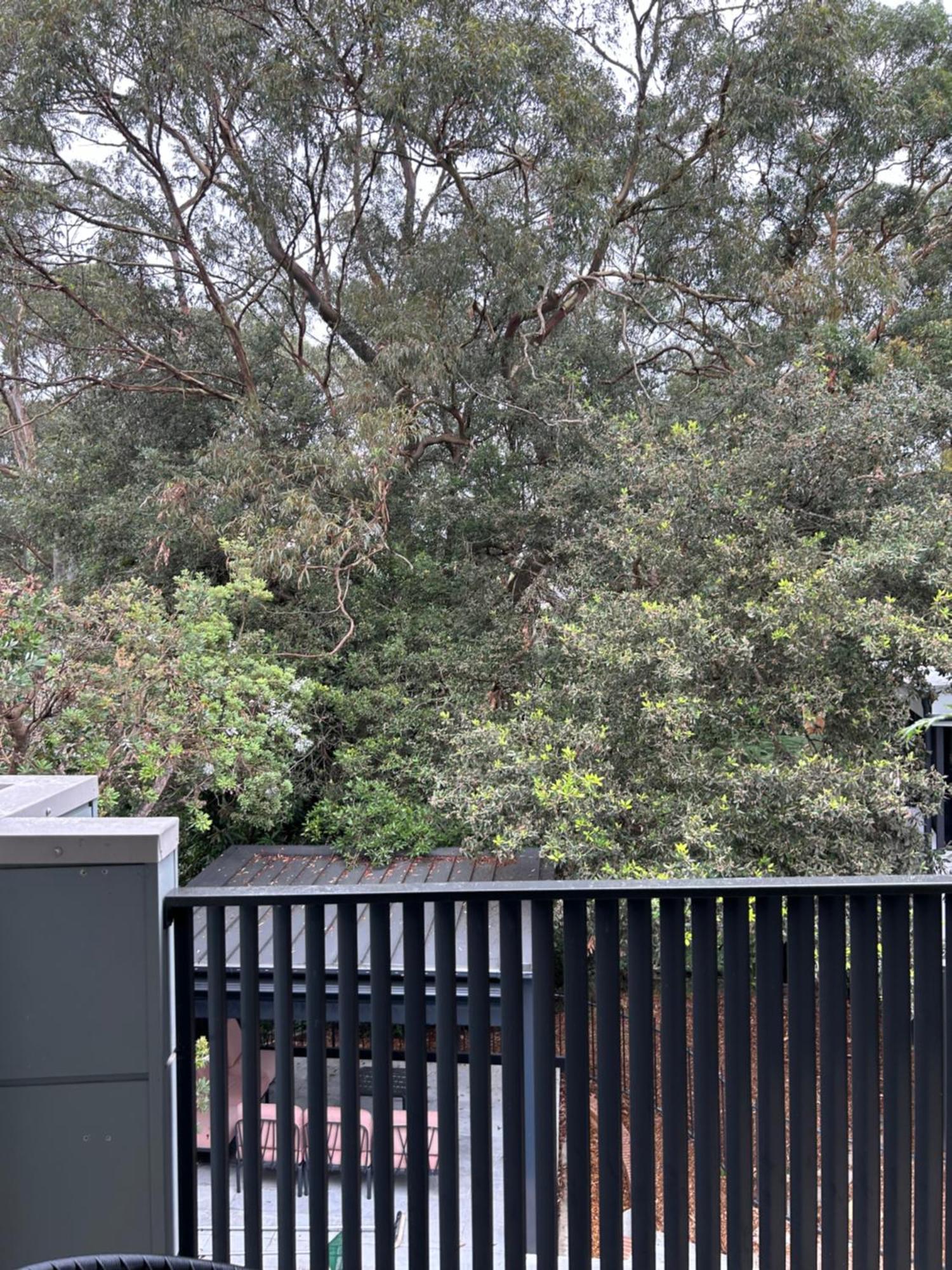 Bushland Setting Close To Cbd- Stand Alone Apartment