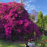 Private Bath Garden View Guest Room Pet Friendly