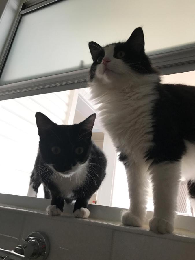 Private In Marsfield/macquarie Park/uni/eastwood * Sydney