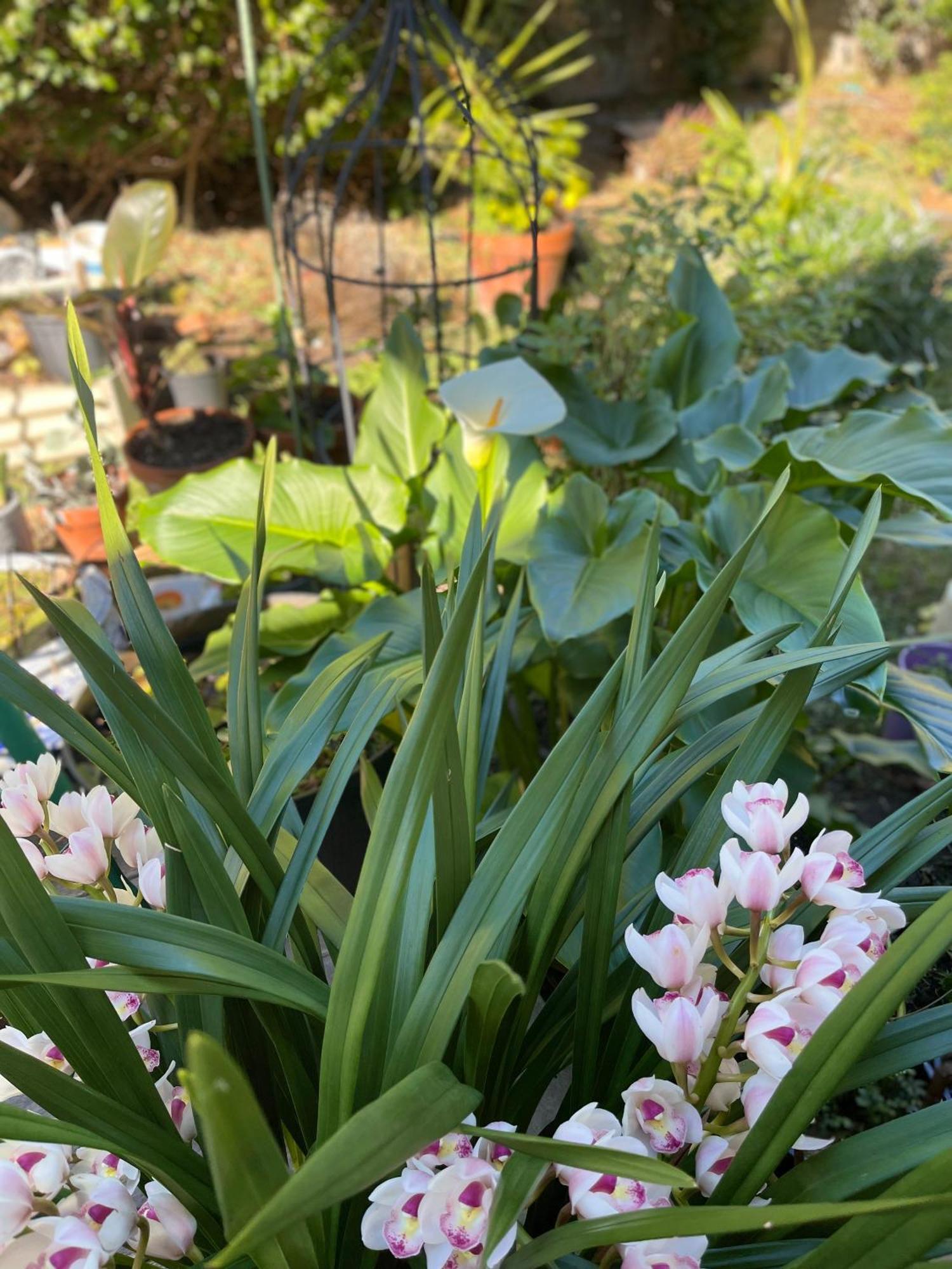 Comfort Queen Garden View Macquarie Park Ryde Homestay *