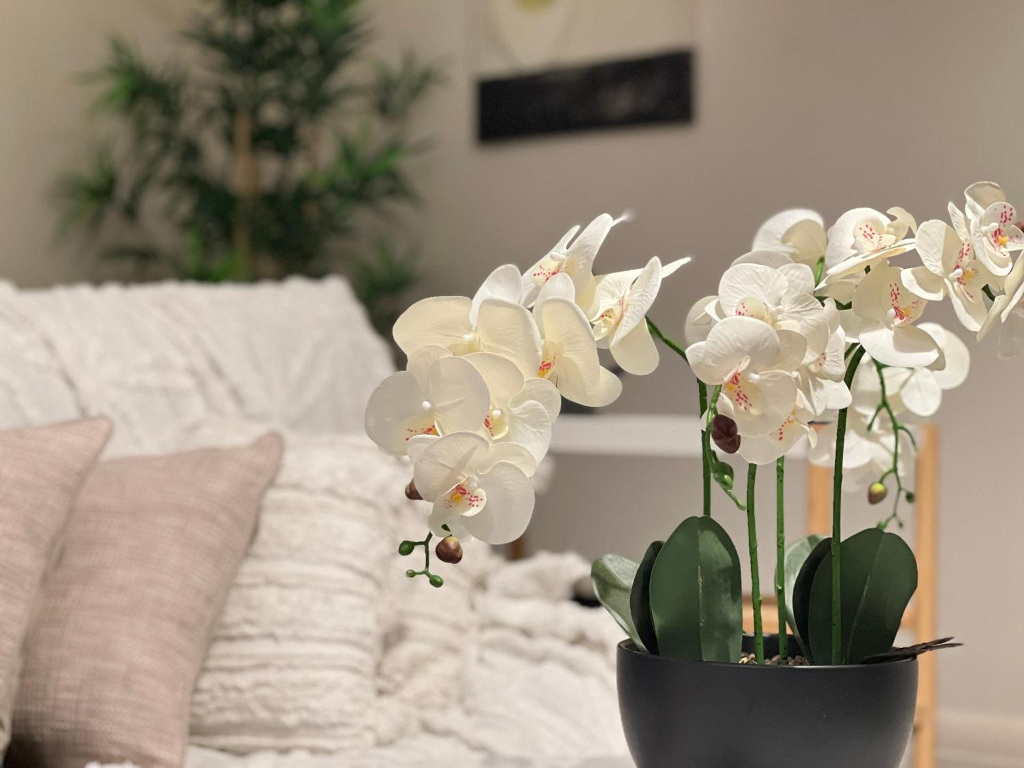 Apartment Cammeray Above A Trendy Cafe, 2 Free Cupsday