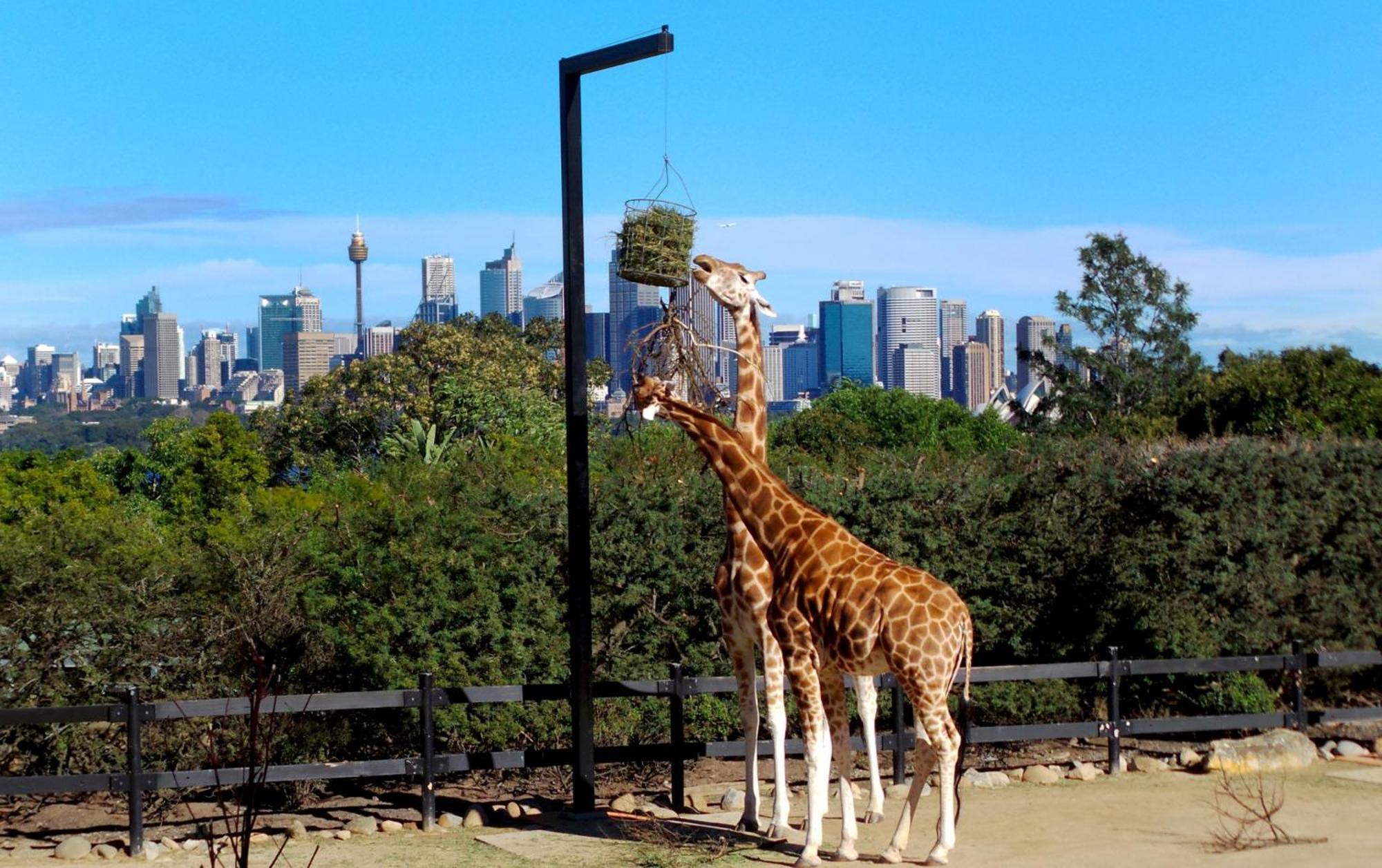 Poolside - Close To Taronga Zoo & Luna Park