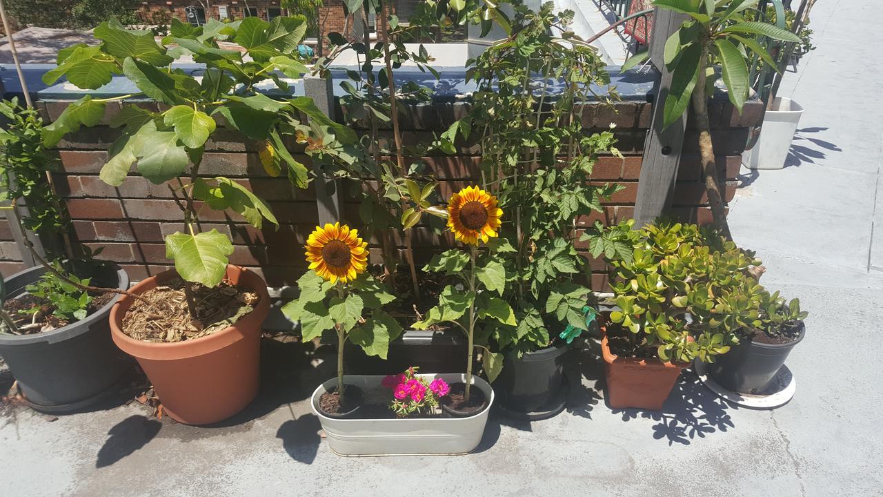 Orange Grove Sydney