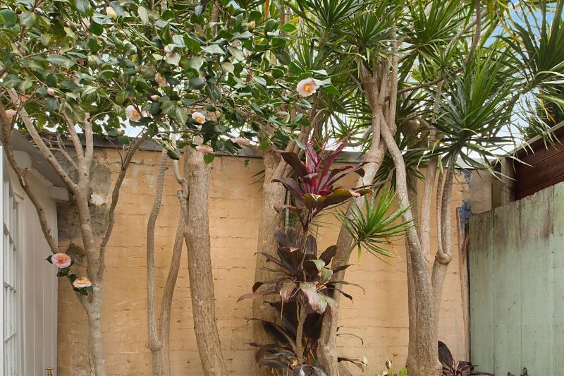 Paddington Garden With Fast Wifi * Sidney