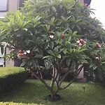 Frangipani
