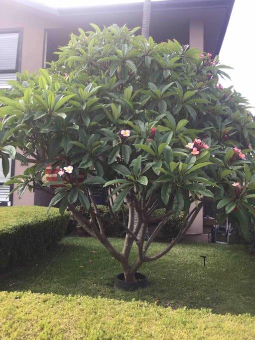 Frangipani Apartment Sydney