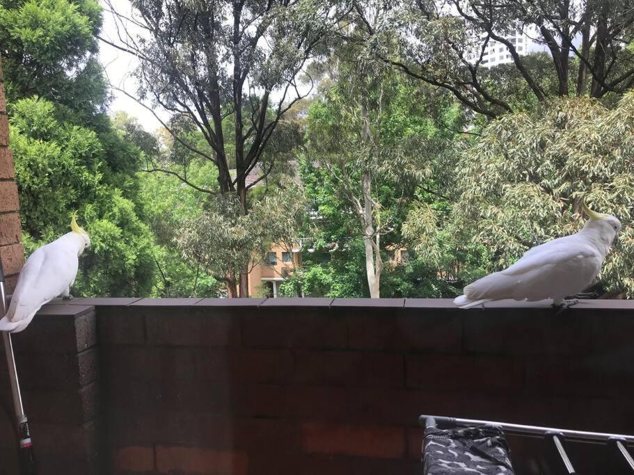 Macquarie Treetops - 2br In The Heart Of Macquarie Park Apartment