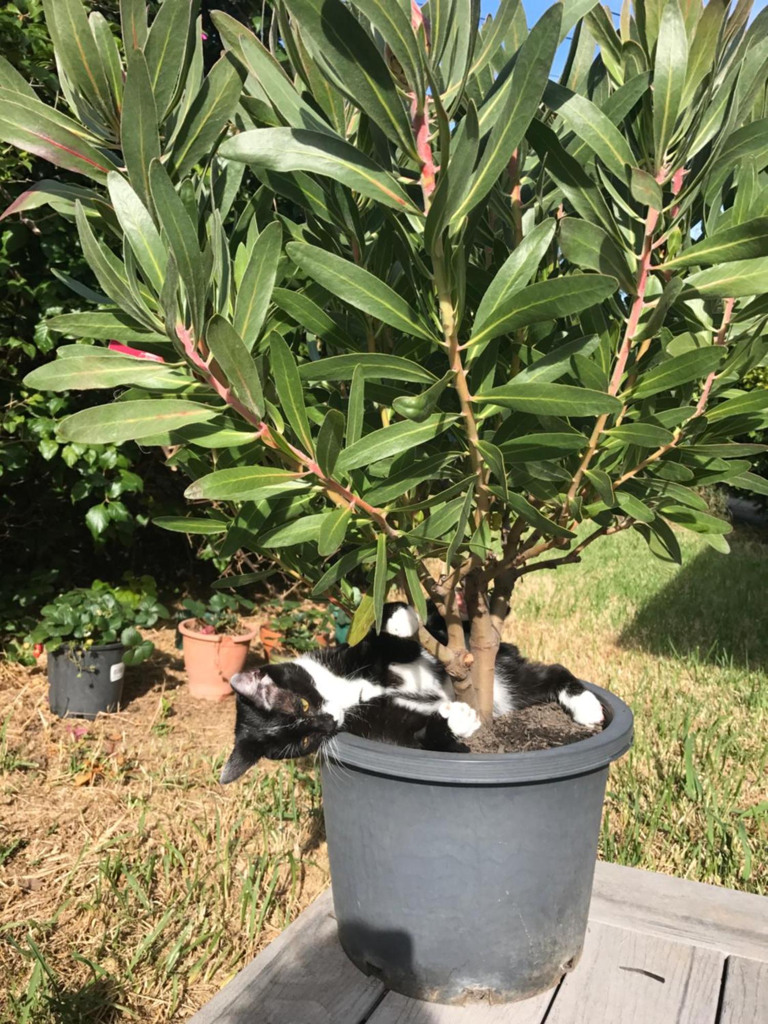 Homestay Private In Marsfield/macquarie Park/uni/eastwood *