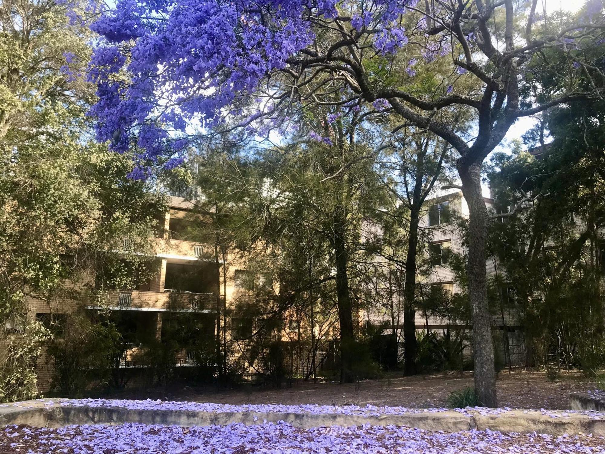 Macquarie Treetops - 2br In The Heart Of Macquarie Park Apartment